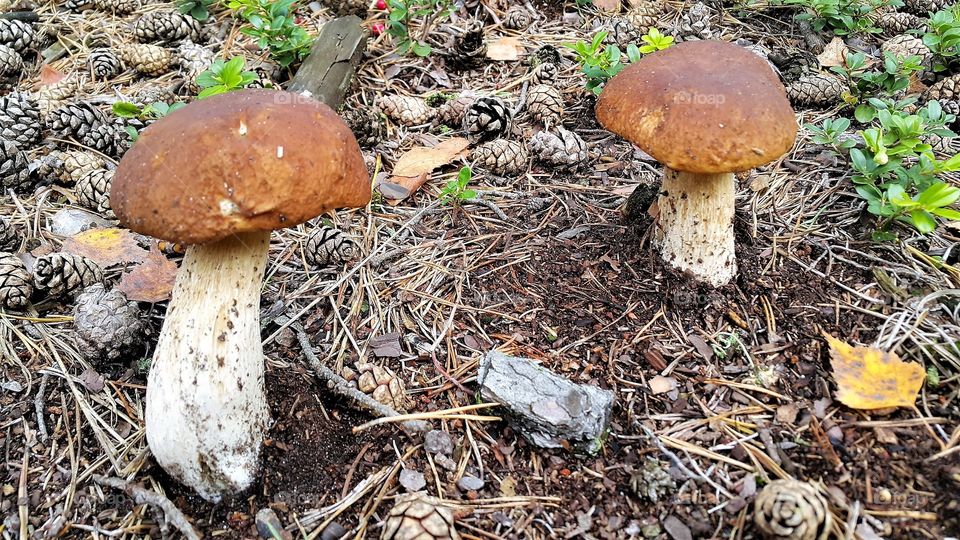 Forest mushrooms