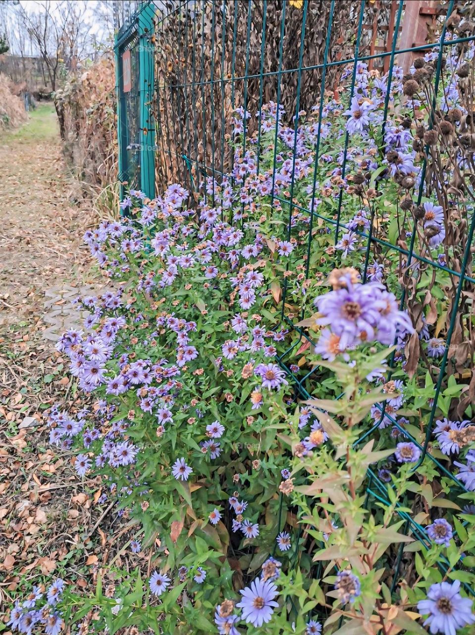 Aster oblongifolius Aromatic aster flower blooms