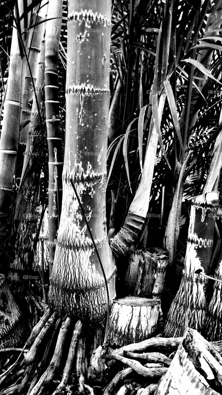 bamboo growth black and white monochrome conceptual
