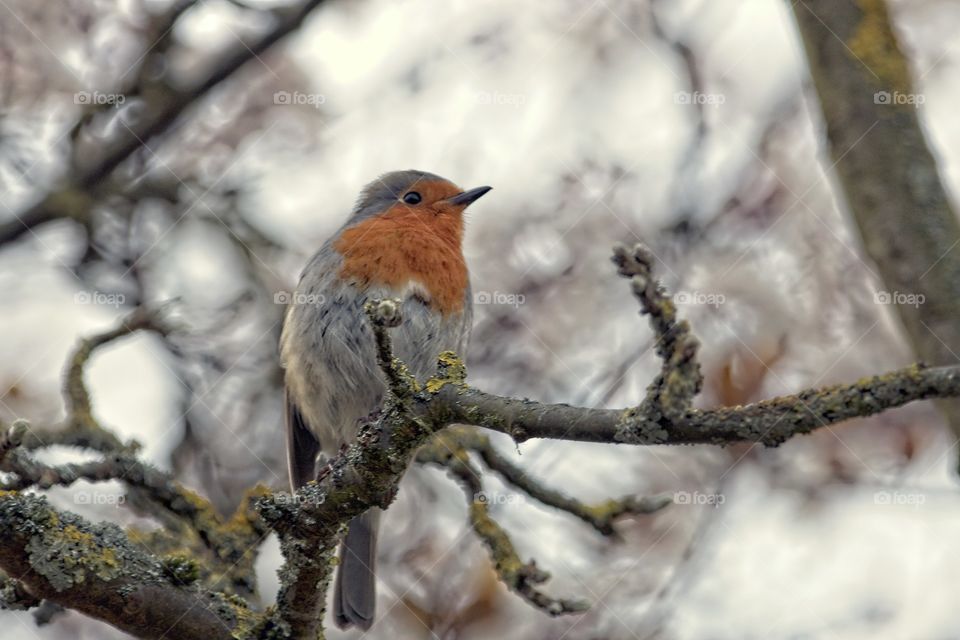 A robin looking forward, and setting on branch with a nice background.