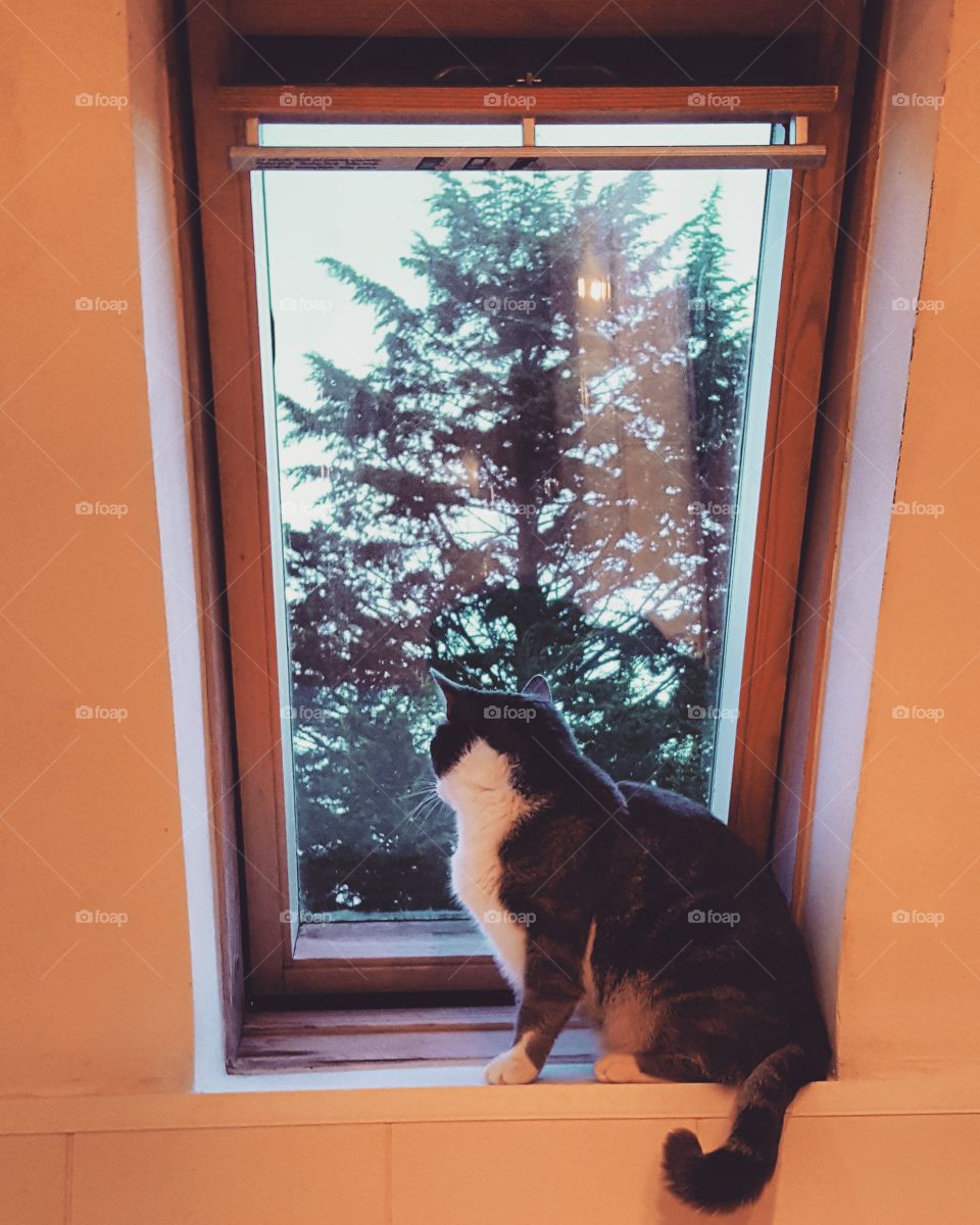 A cat looks out onto a winter's day