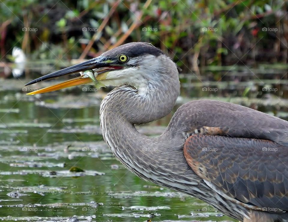 Once again caught this from my kayak