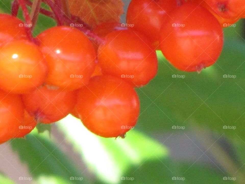 Berries