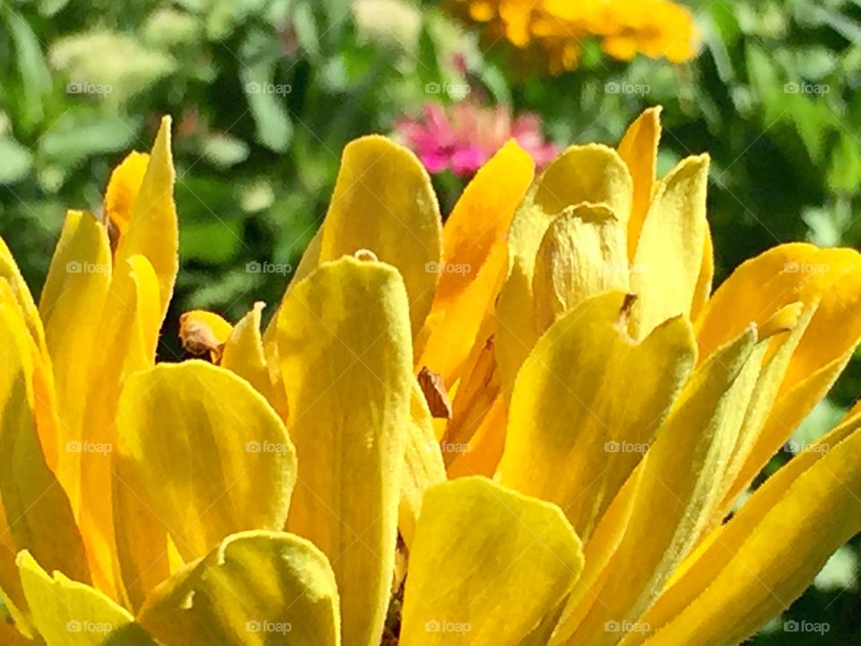 Yellow flower petals . Just walking by a beautiful garden in the neighborhood 