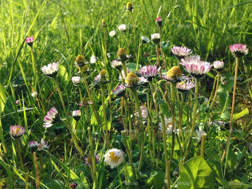 Daisies and grasses