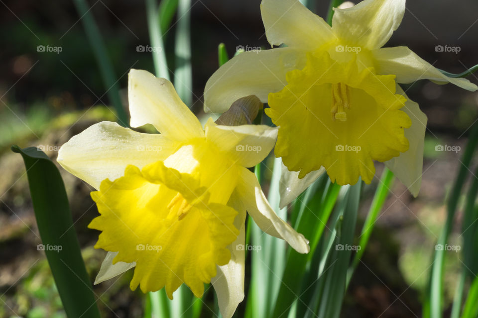 Daffodil, Narcissus, Nature, Flower, Easter