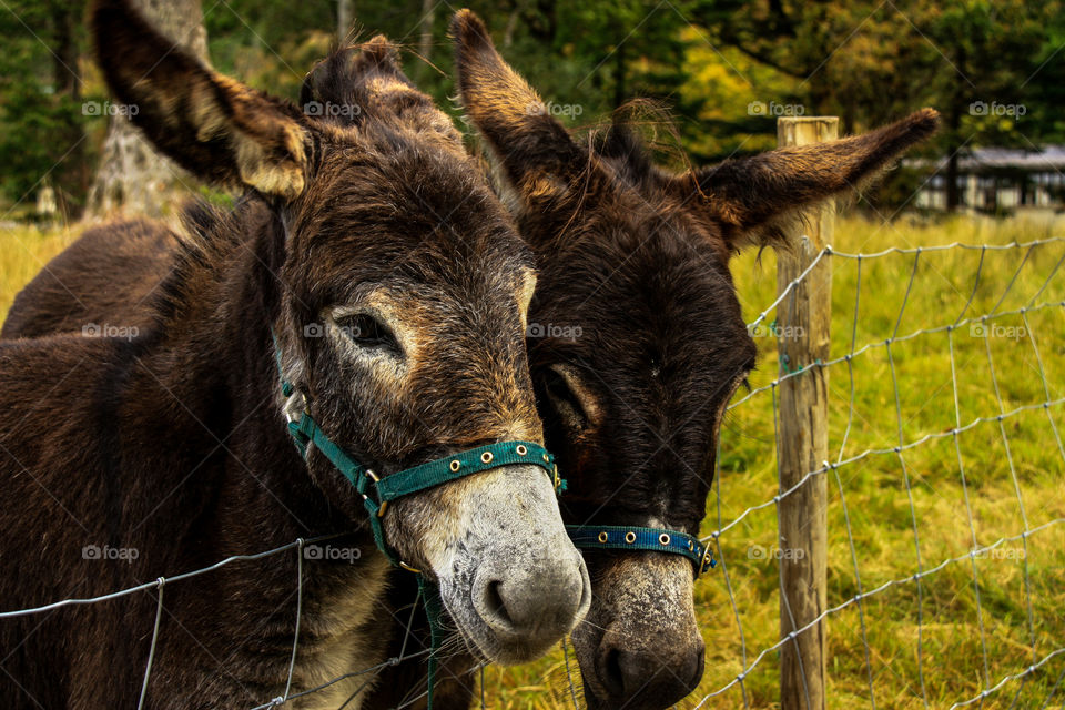 Close-up of two donkeys