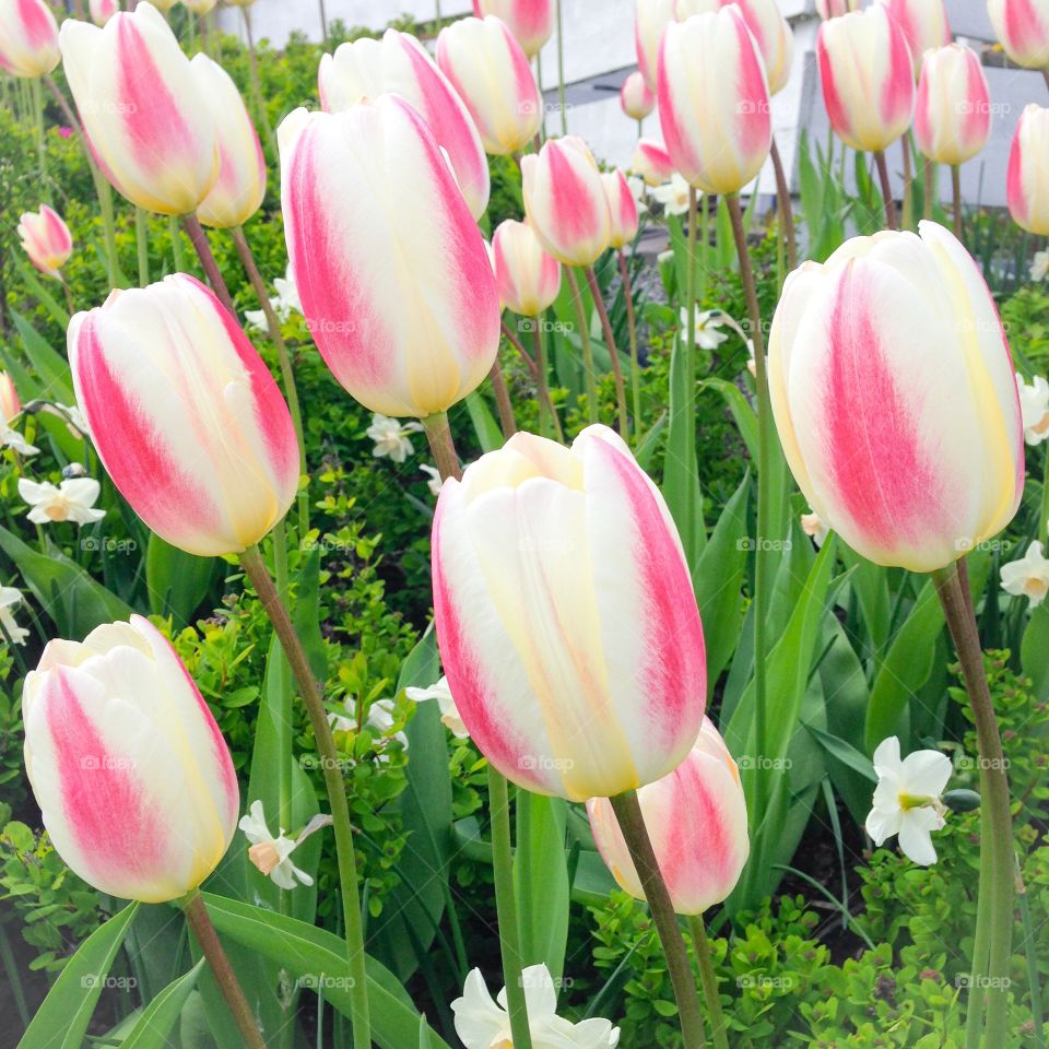 striped tulips
