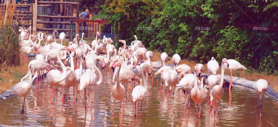 Pink flamingo bouqet 
