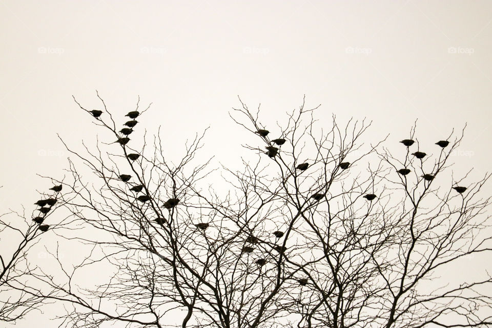 Winter birds- view from my backyard 