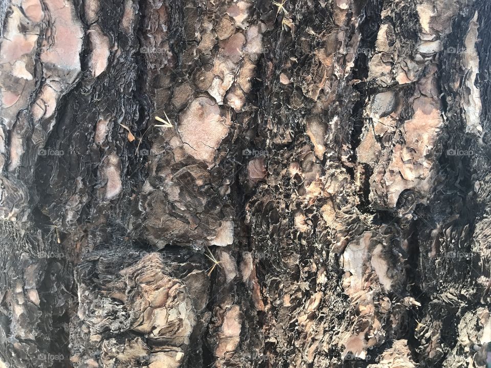 Close up shot of textured tree bark