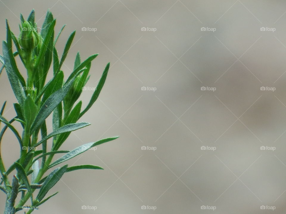 Green plant, left border. Blurred background.