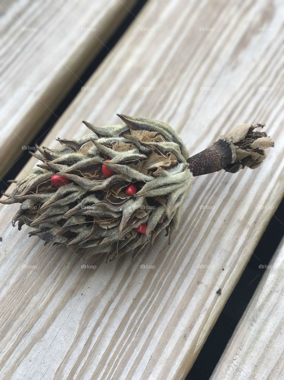 Magnolia tree cone