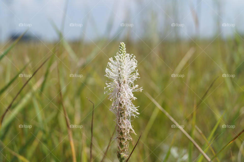 Подорожник