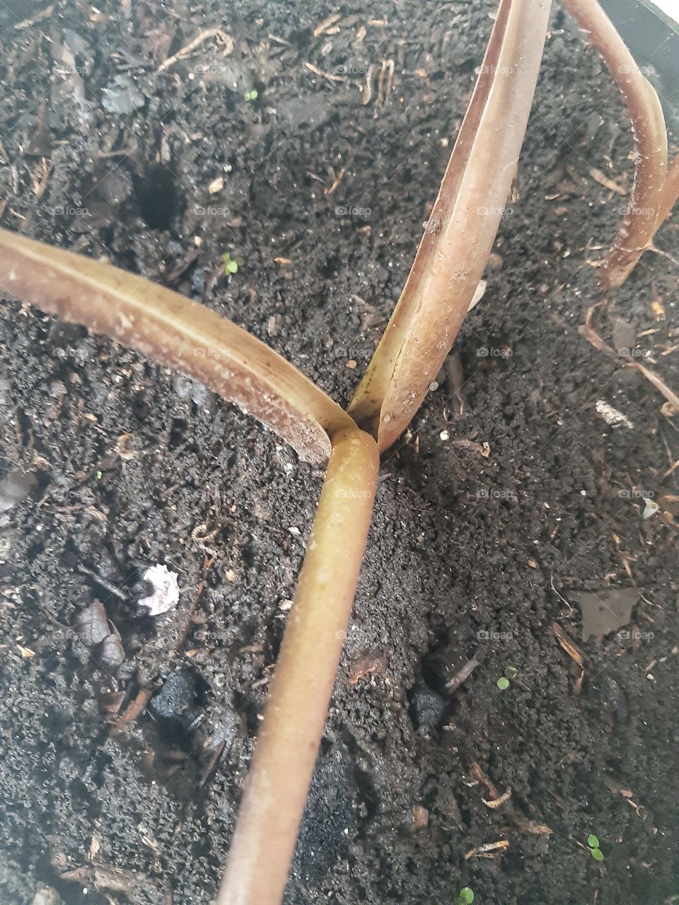 Three small branches planted on the soil