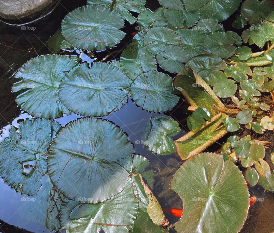 A pond with water lily and koi