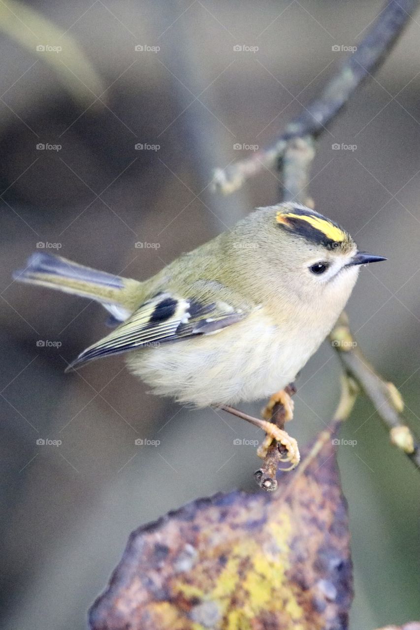 Goldcrest 