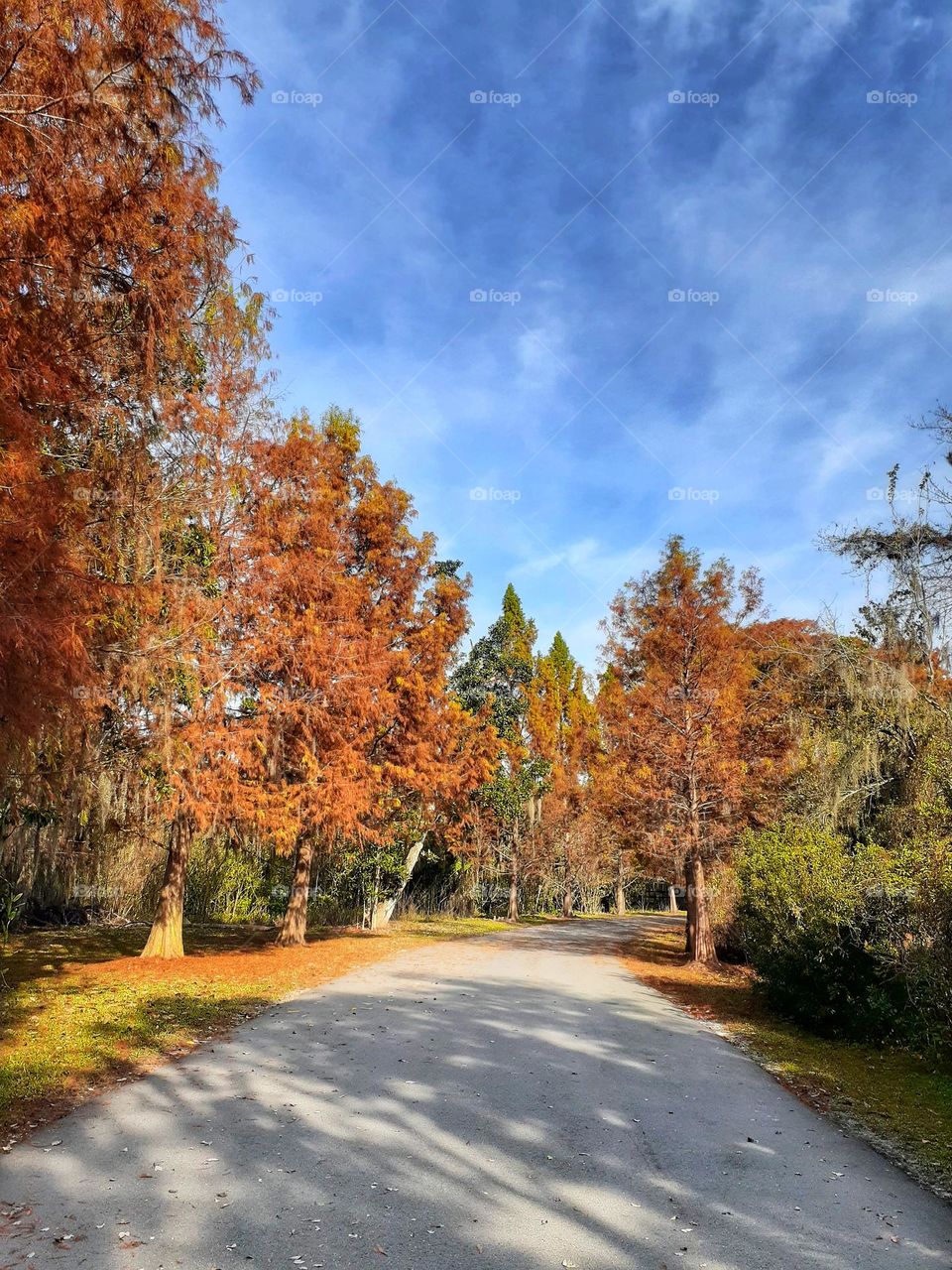 A tree lined pathway at Secret Lake Park in Casselberry, Florida. With a good mix of shade and sun and beautiful fall colors.