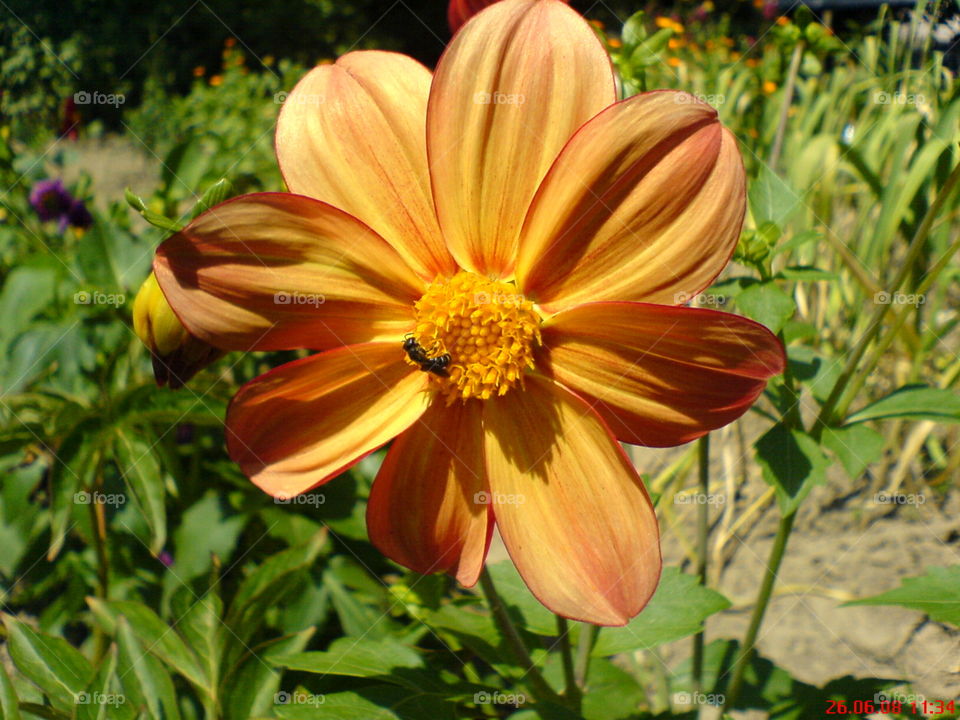 Orange flower