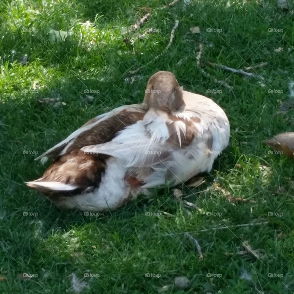 Sleepy Duck