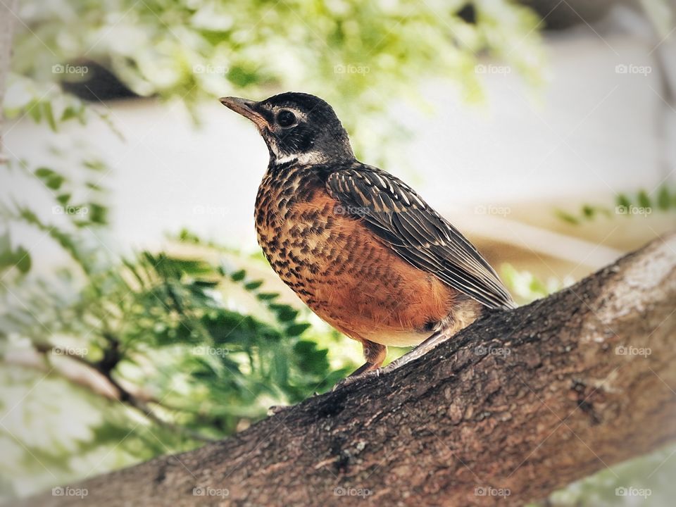 In my yard today - a young robin