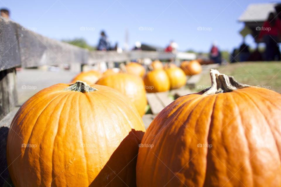 Fall Pumpkin Fest