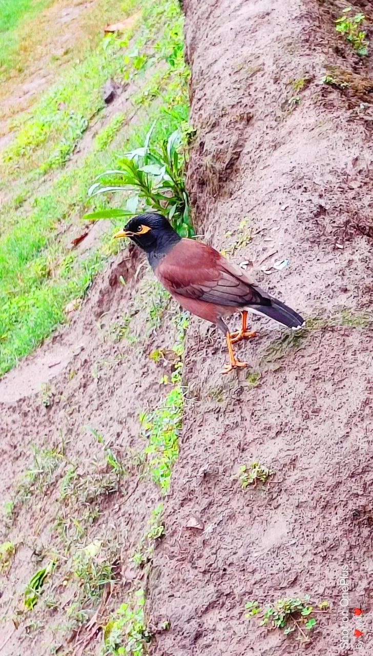 🐦