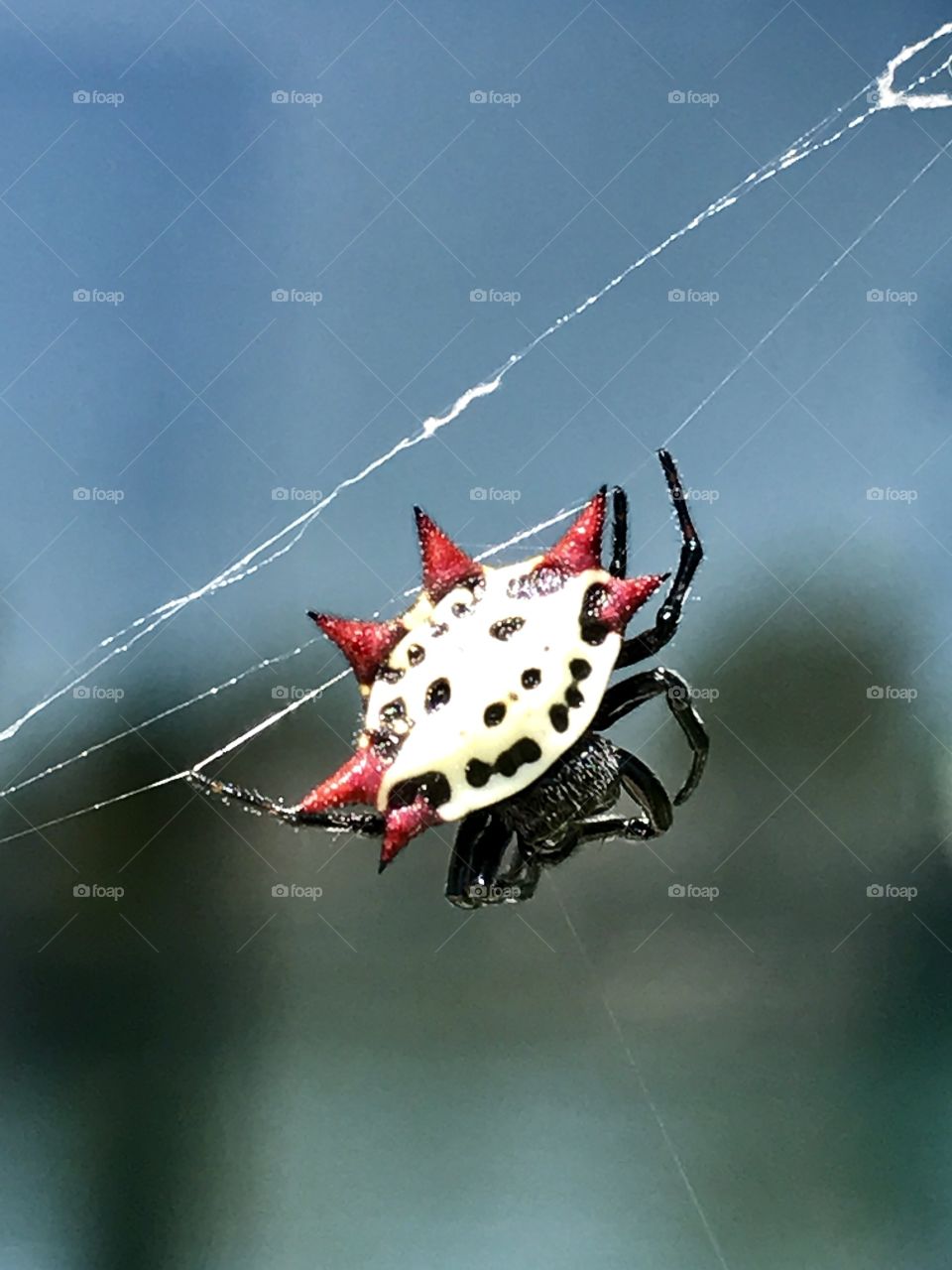 Crab Spider spinning web