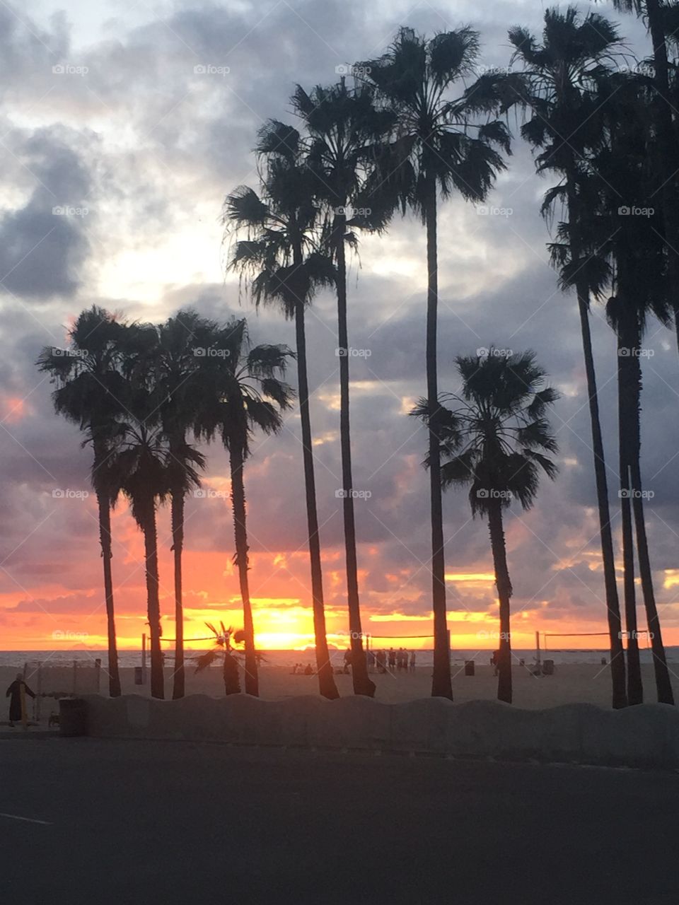 Palm trees tall to the world 