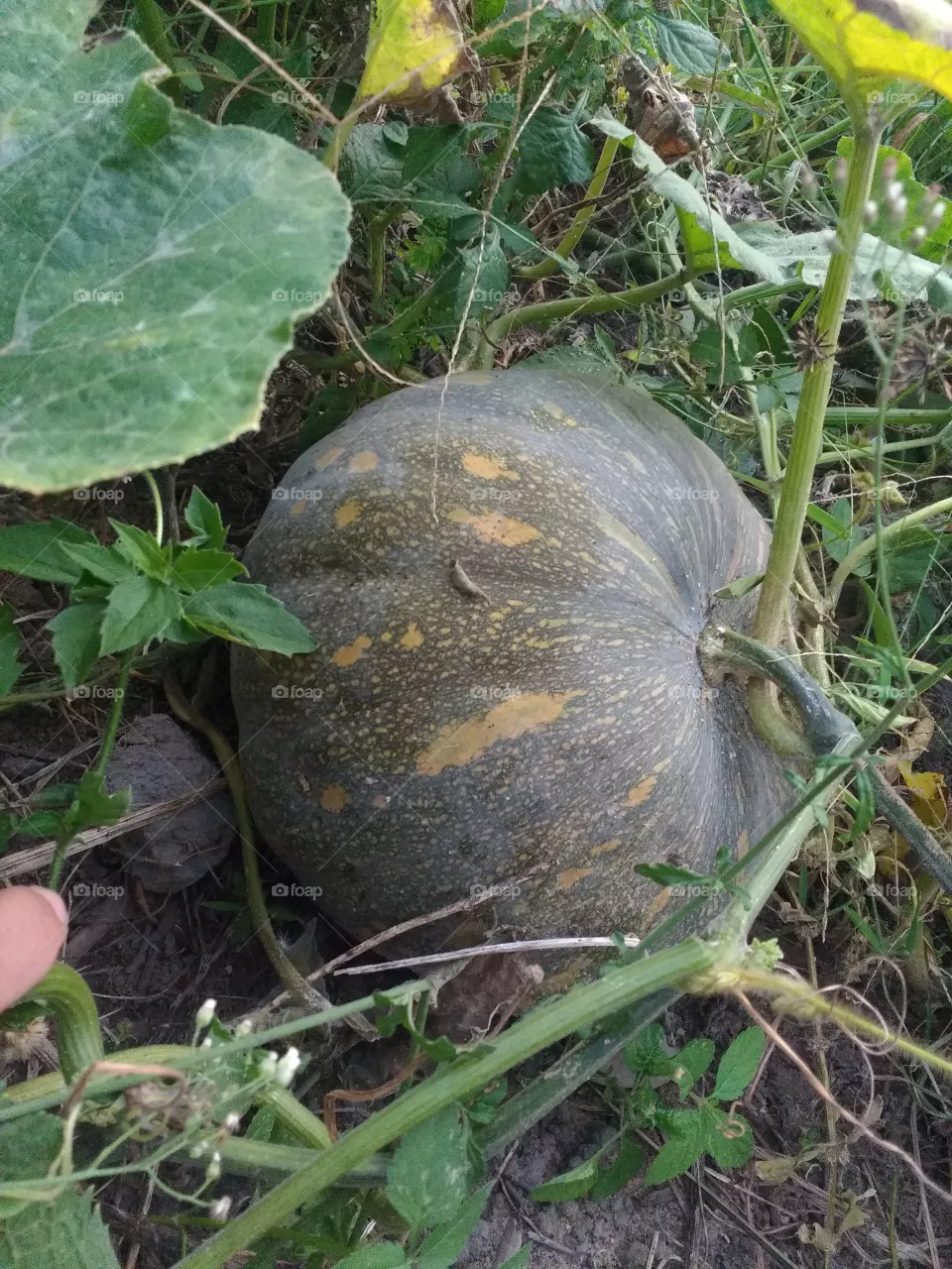 lindo