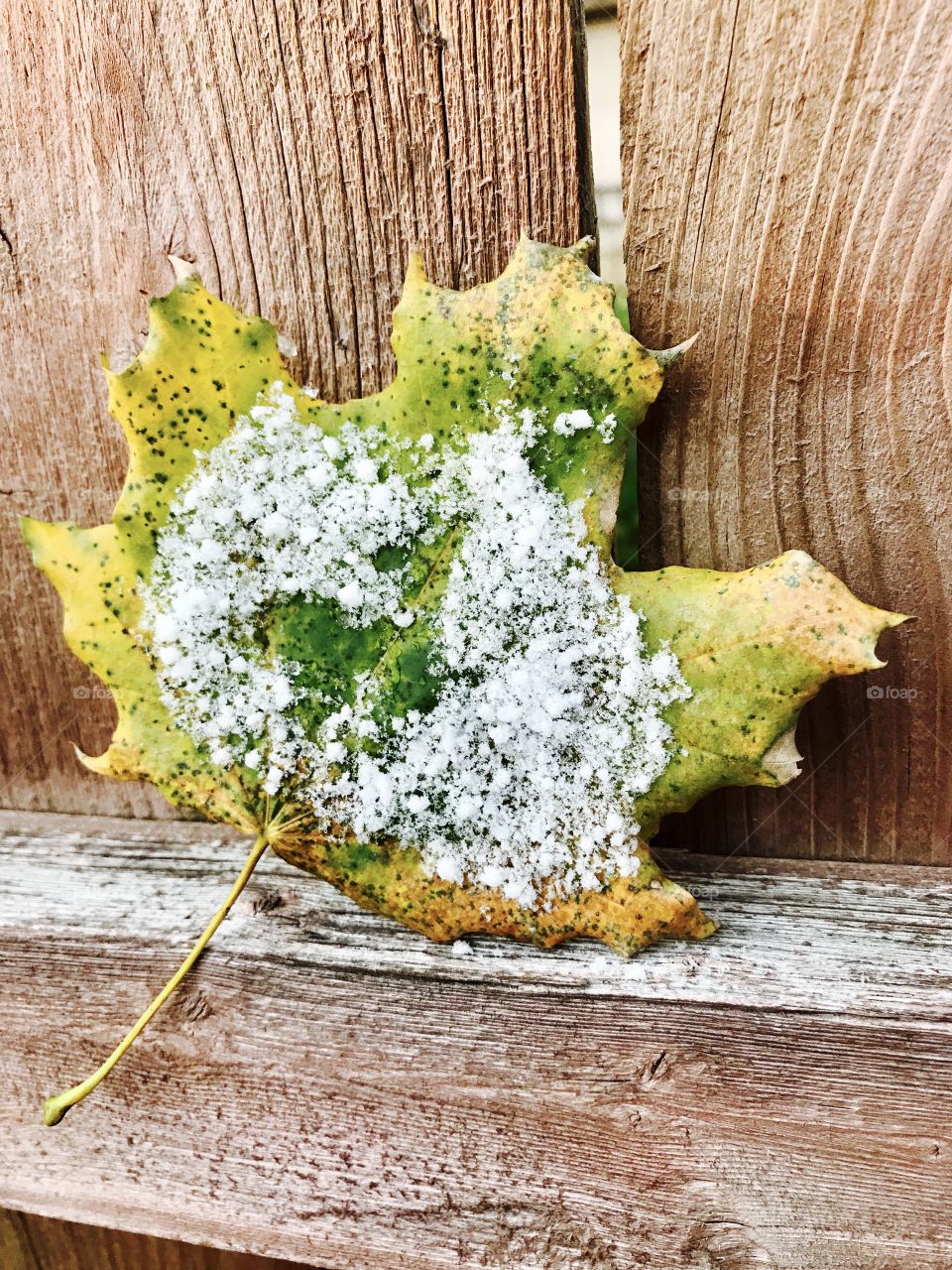 First snow of the year!
