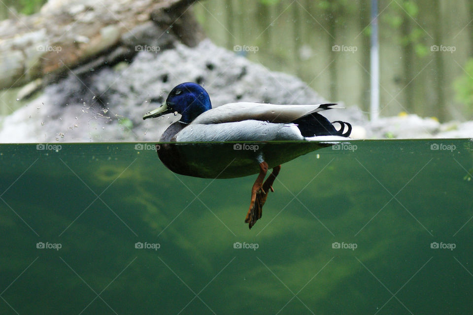 water bird duck animals by diversion