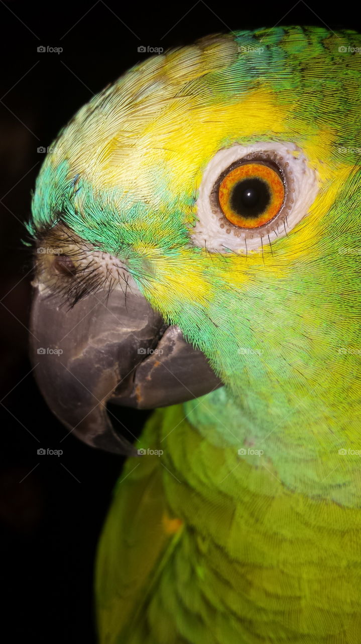coboo. this is my parrot of 17 years he is an amazon creature. .hes like a child not a pet