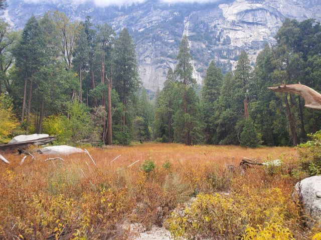 Yosemite Meadow