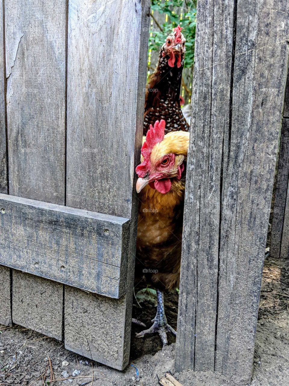 chickens peeking out door