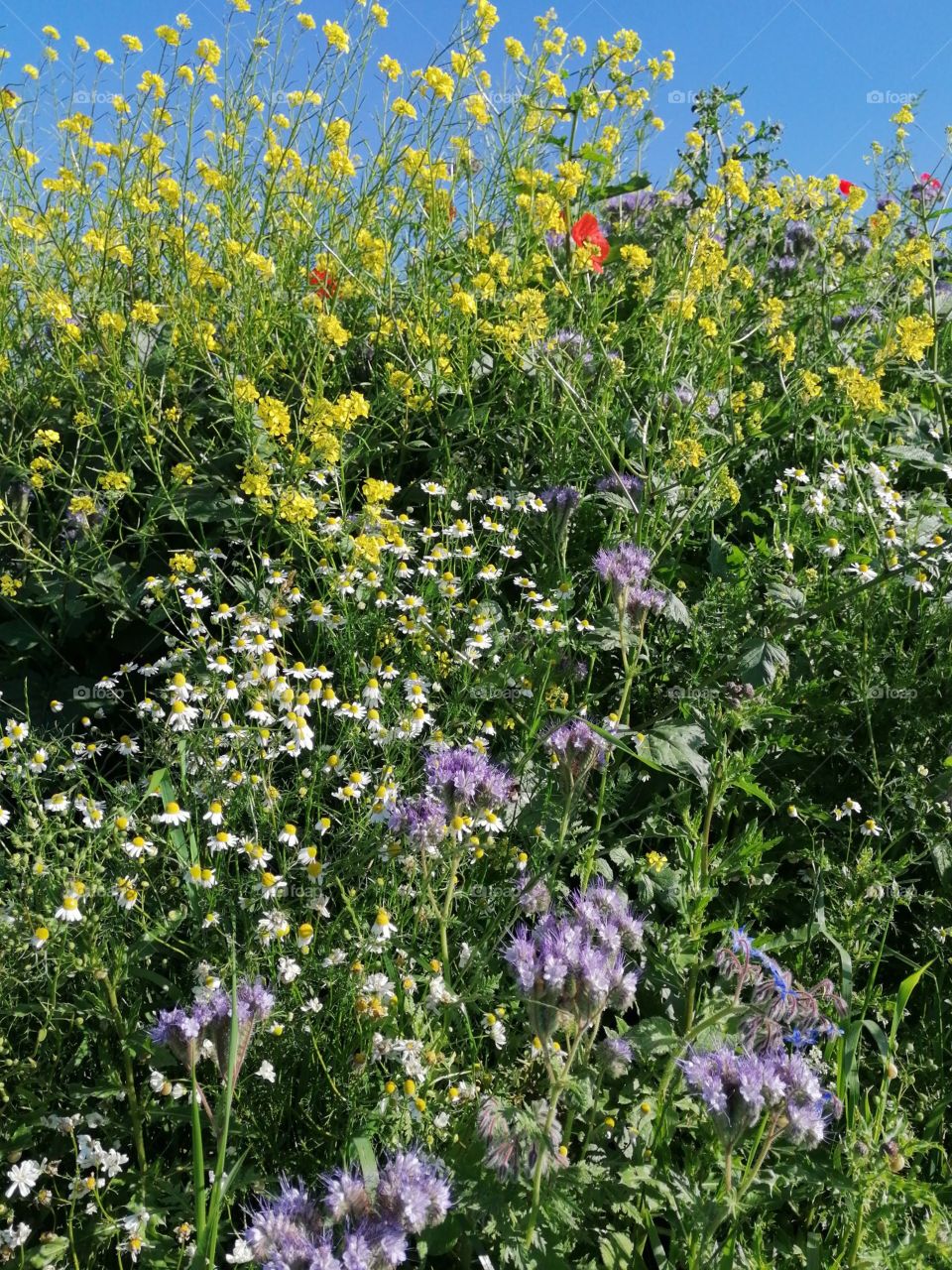 Breakfast table for bees.
