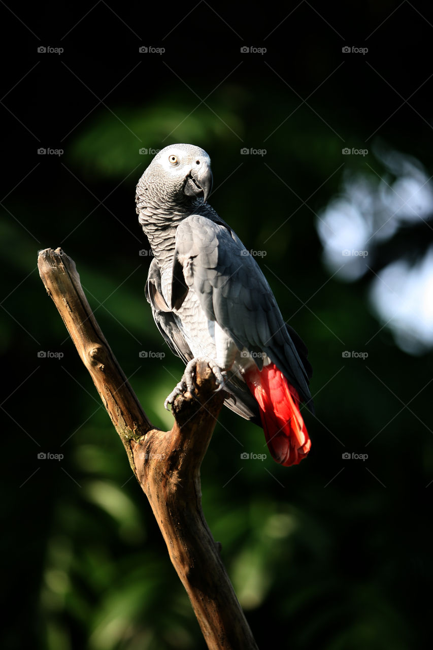 Cockatoo on a branch