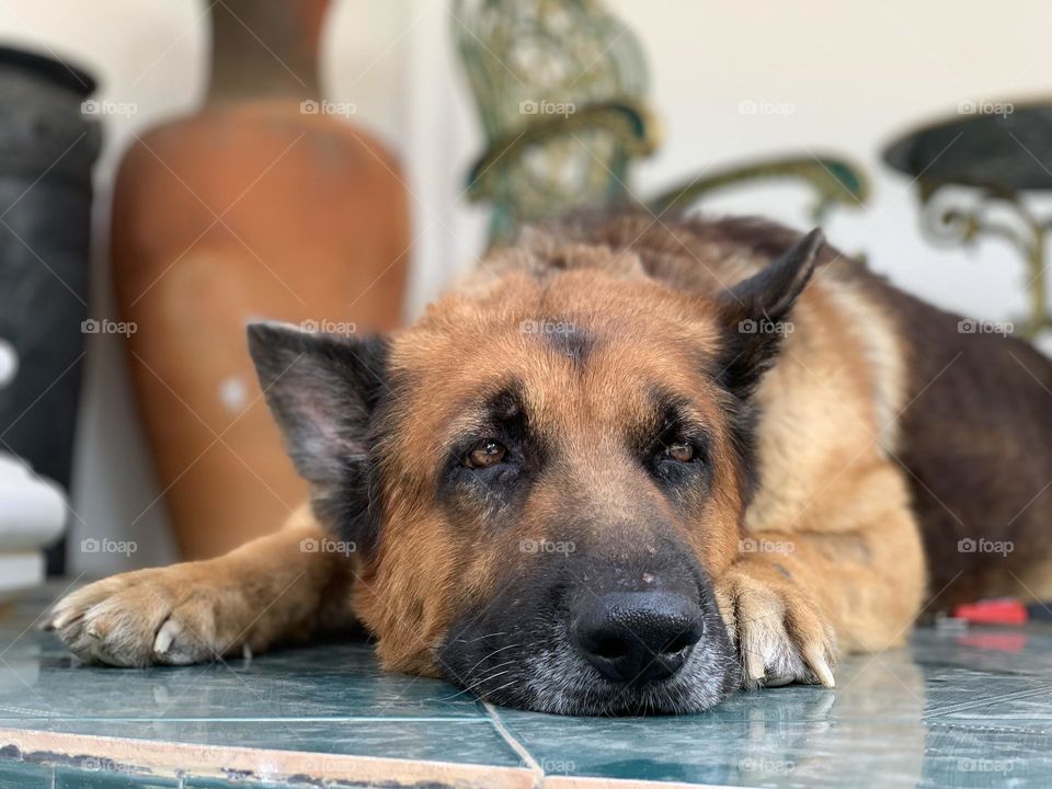 Dog knows how to act boring no.1