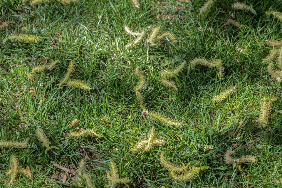 Green grass in park in Sofia