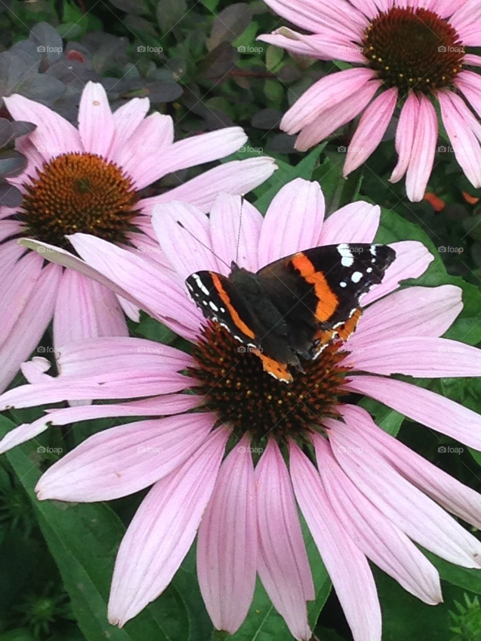 Pink coneflower with butterfly 