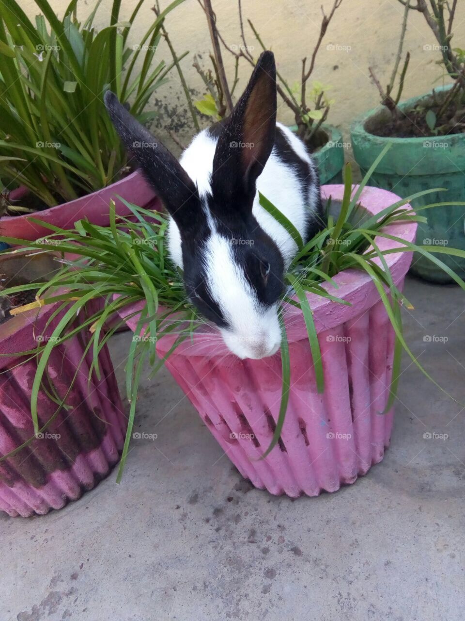 This is my rabbit. Name is chiku from bhilai , district-durg, state -chhattisgarh. My rabbit gender is female . This rabbit has no contact number and she is very punctual.  She is eat only vegetables and do not eat any outer places like hotles , mool