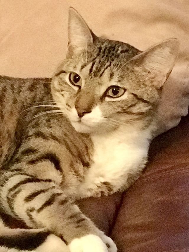 Kitty kitty