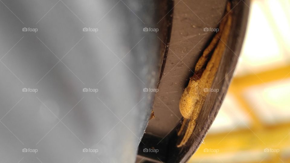 Spider hiding during the day beneath the rim of a potted plant.
