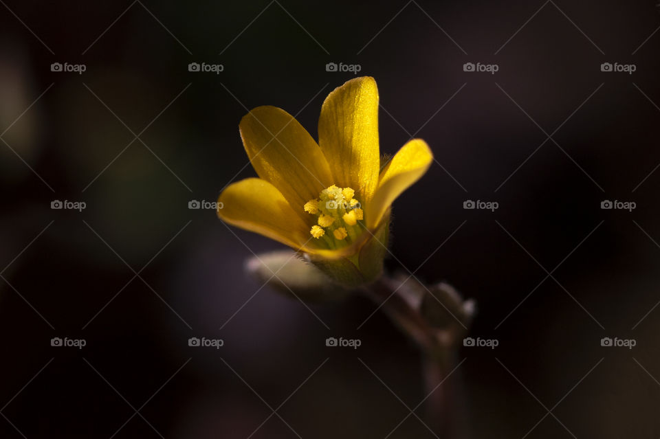 A macro portrait of a yellow wood sorrel flower in the shade getting hit by some sunlight.