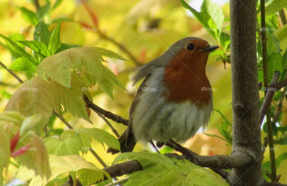 A cute Robin with feathers blowing in the breeze on a spring day