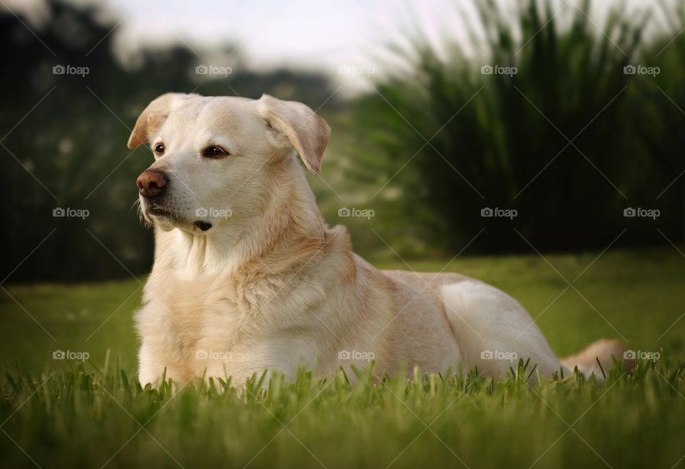 Labrador Retriever