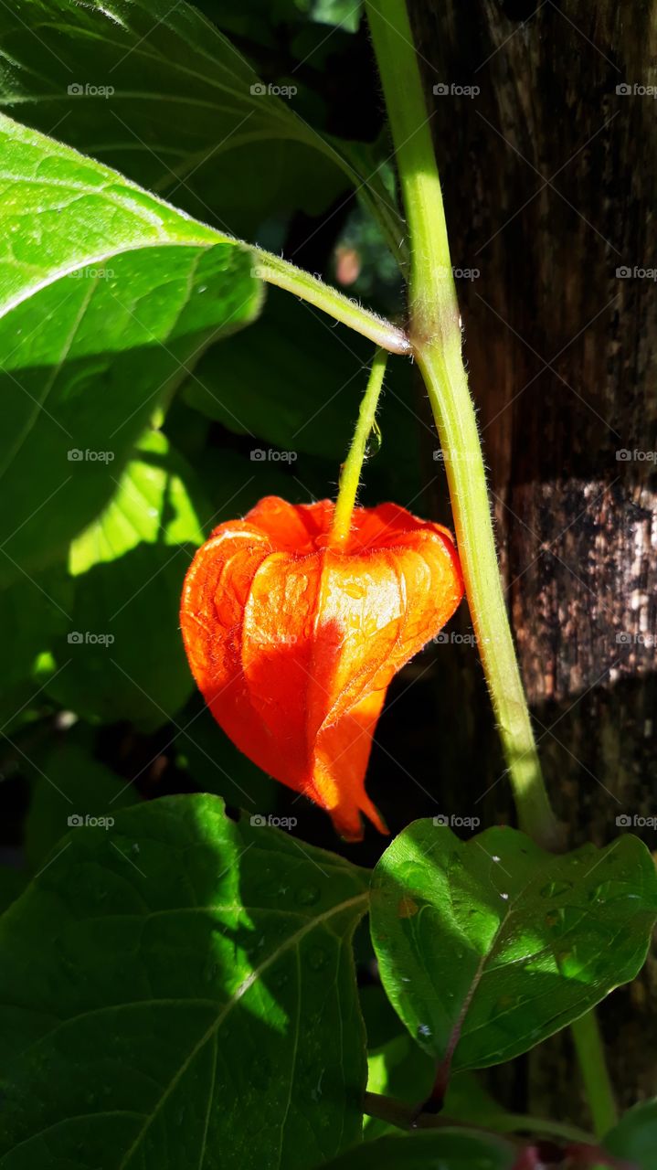 First signs of spring