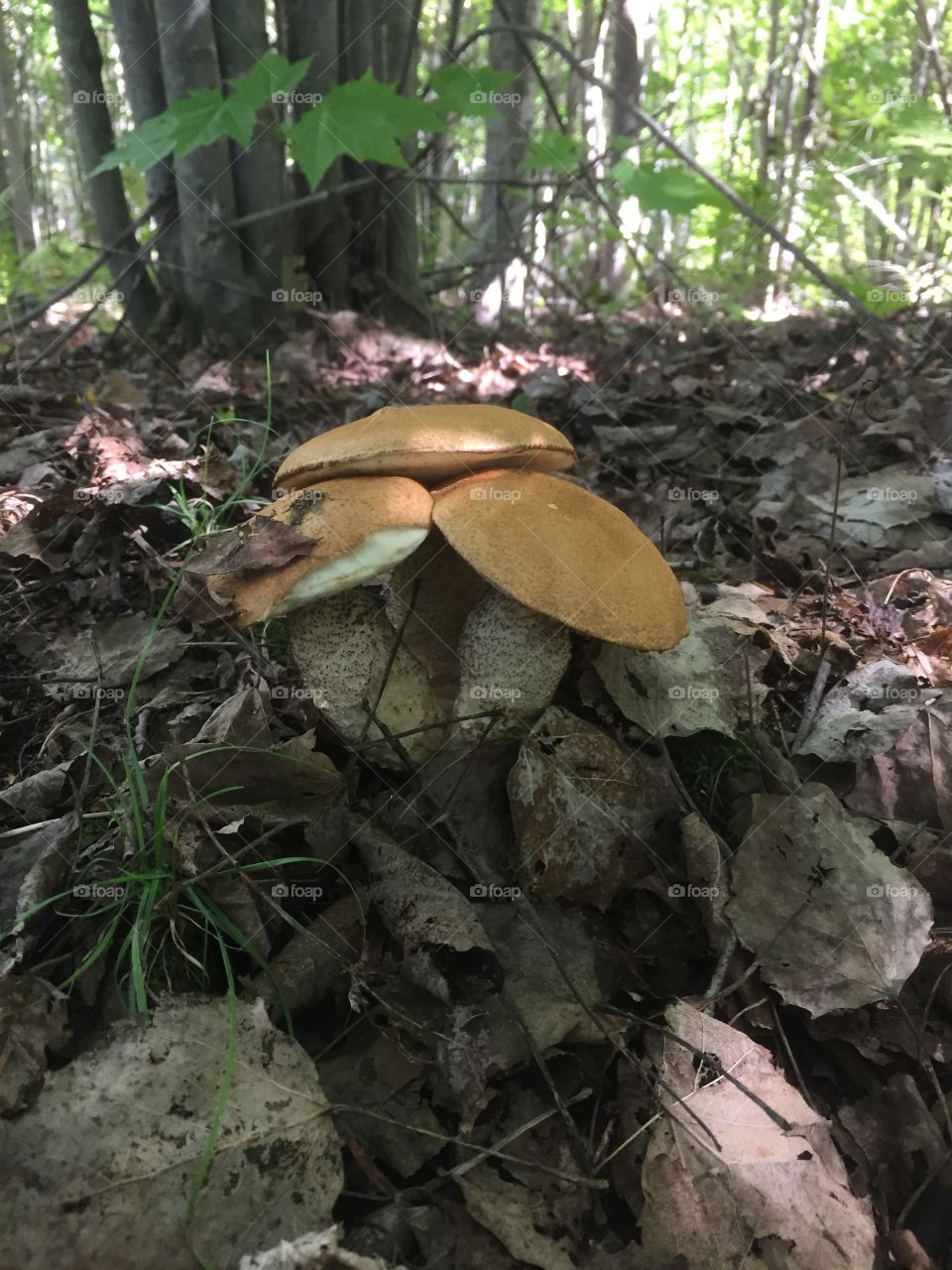 Three mushroom fungi