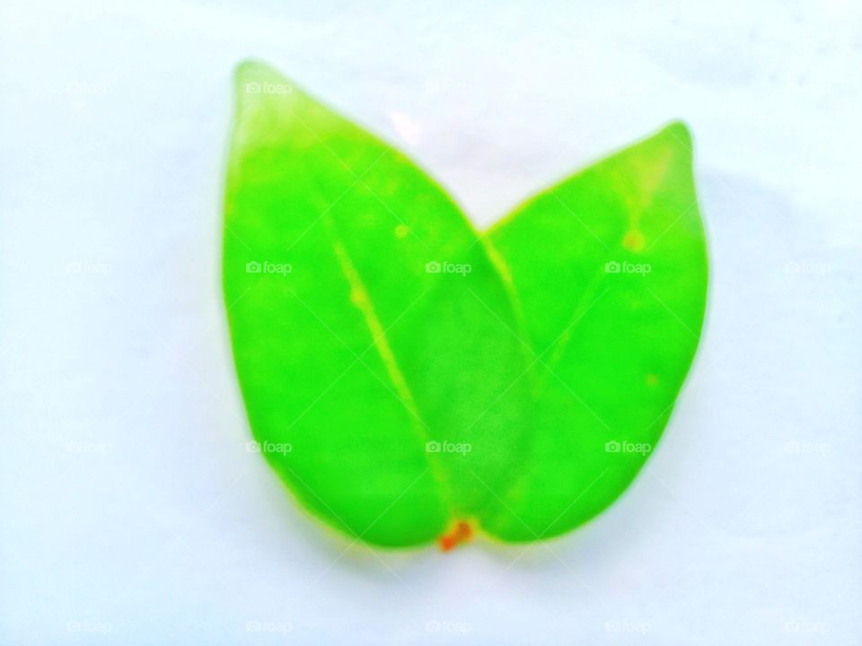 Leaf fresh with green color with white background
