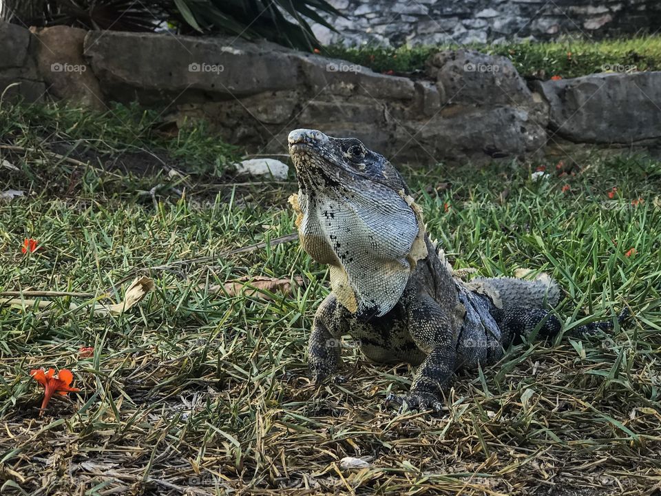 Wildlife - Iguana 